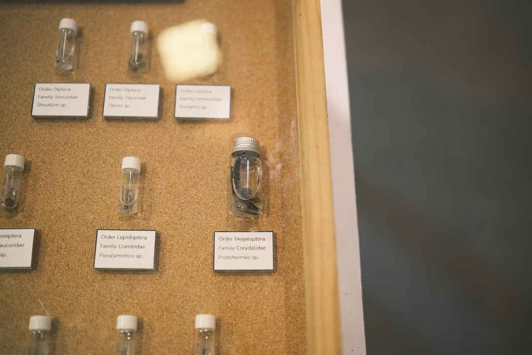 Small glass specimen vials pinned to a corkboard with printed labels naming insect orders