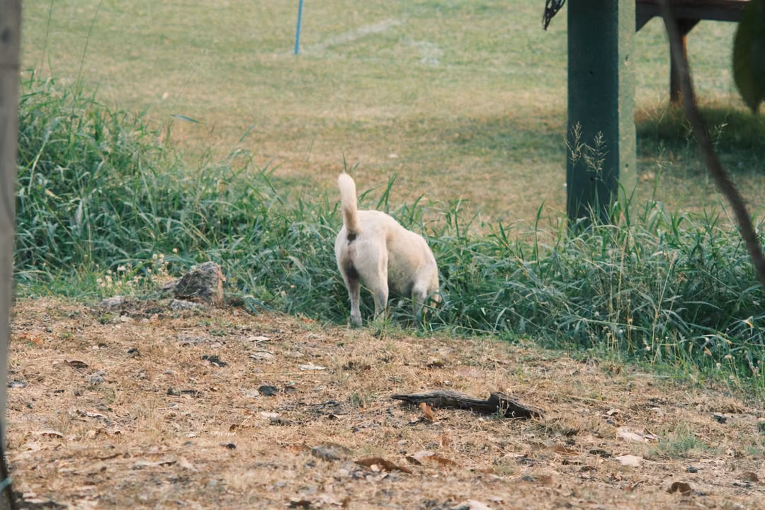 White dog with a curled tail facing away at the edge of tall grass beside a green post
