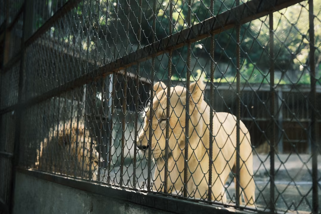 Adult pale lioness standing behind a chain-link fence, a maned lion resting in the background