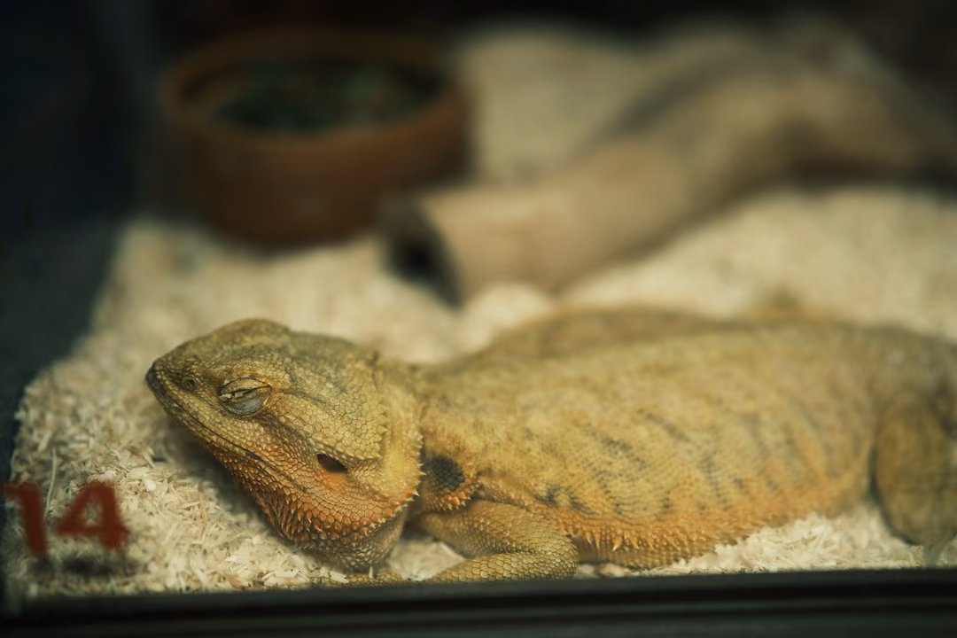 A large tan lizard lying flat on sand, its eye half closed, a red number 14 on the glass