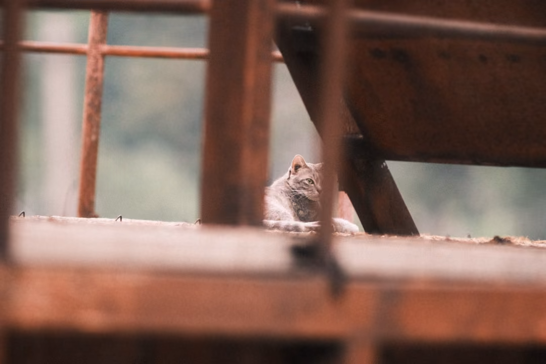 A grey tabby cat lies on a rusty platform under a metal staircase, framed by blurred orange railings