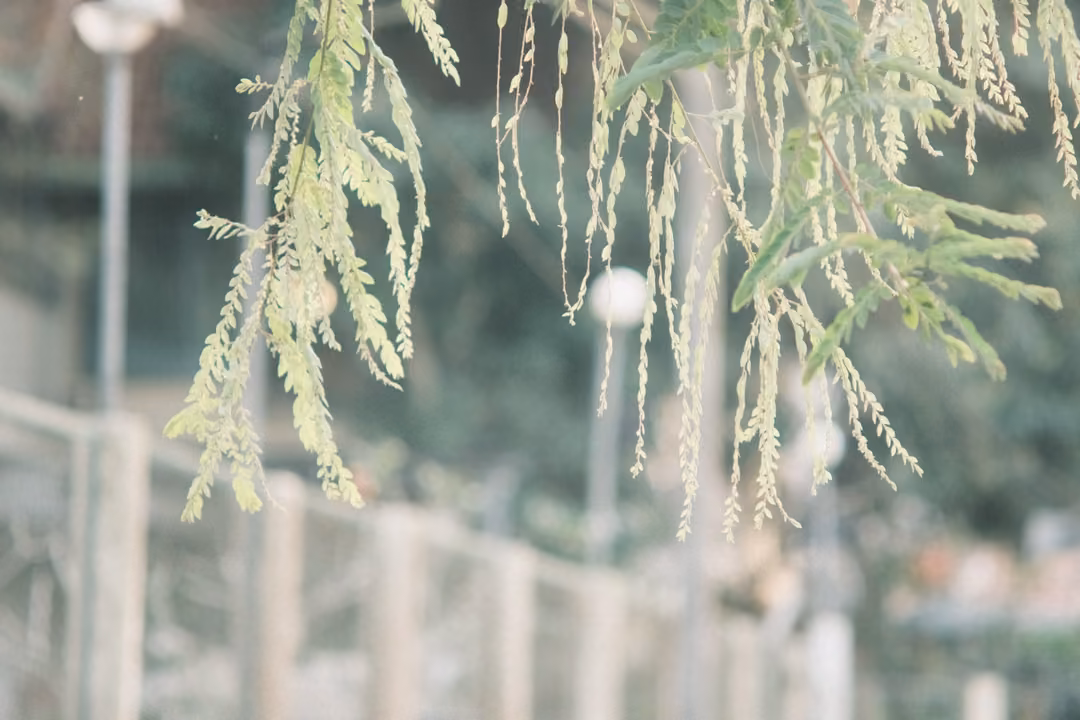 Thin drooping green leaves and seed tassels hanging in the foreground, with a blurred fence and lamp posts behind.