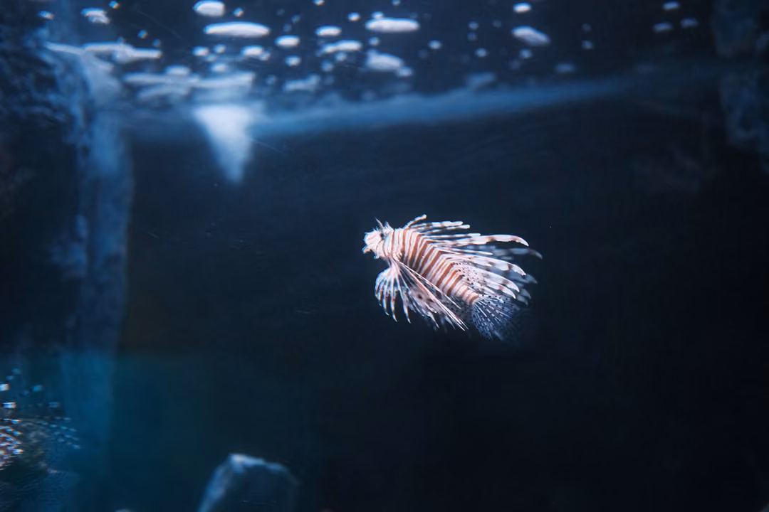 Lionfish with striped spines hovering alone in a dark blue tank beneath bubbles at the surface