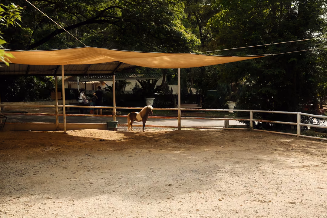 Sandy arena with a shade sail and white fence, a single small pony standing near the far side