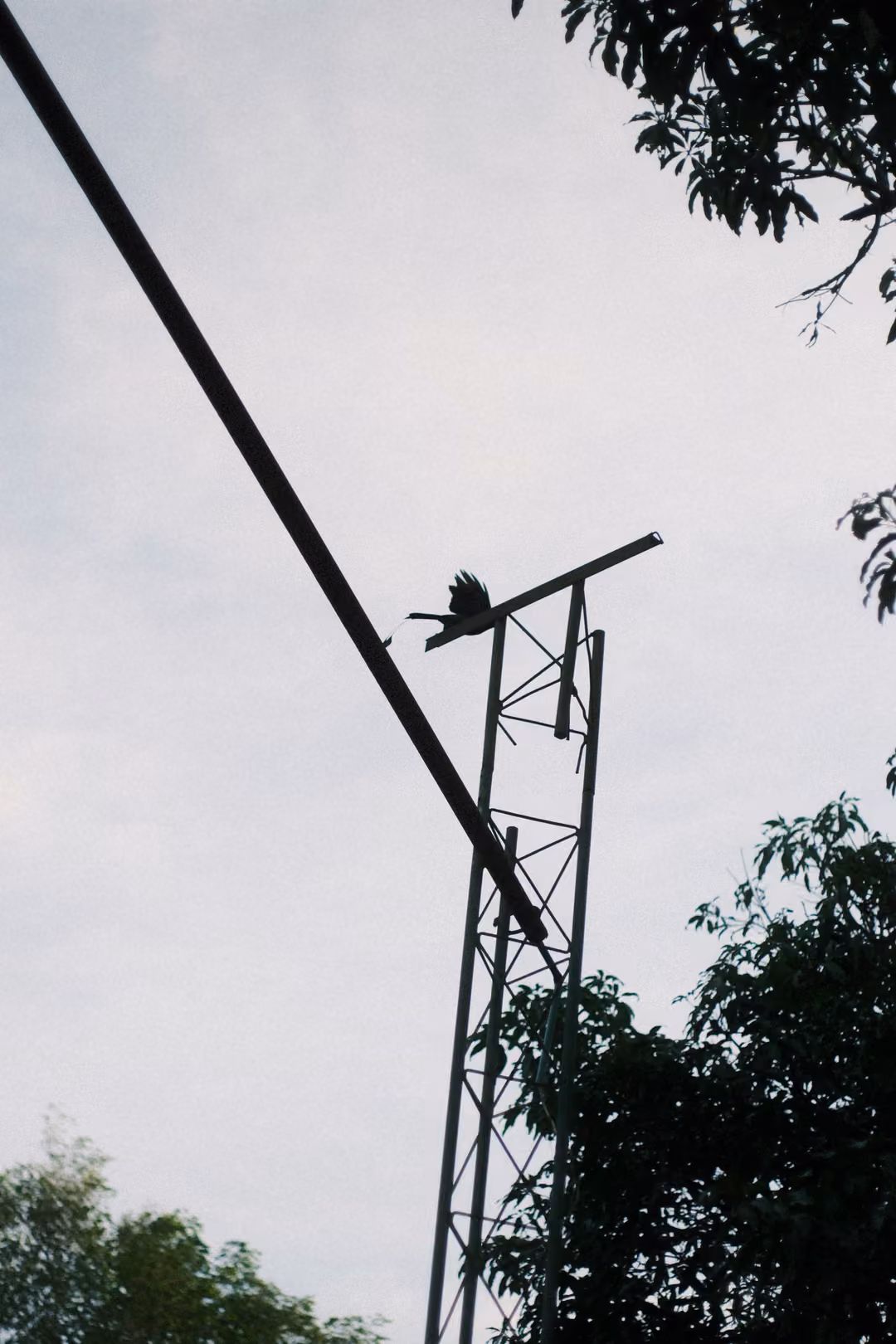 Silhouetted bird perched on a metal lattice tower under a pale sky, a dark wire and leaves crossing