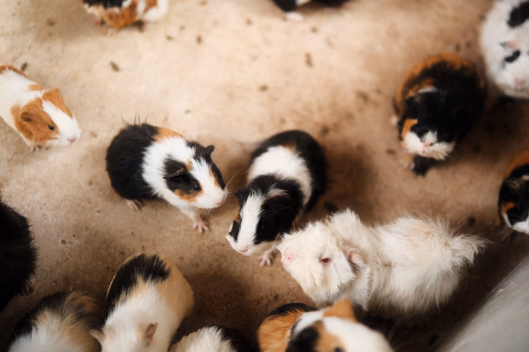 Crowd of black, white and ginger guinea pigs on a sandy floor seen from above