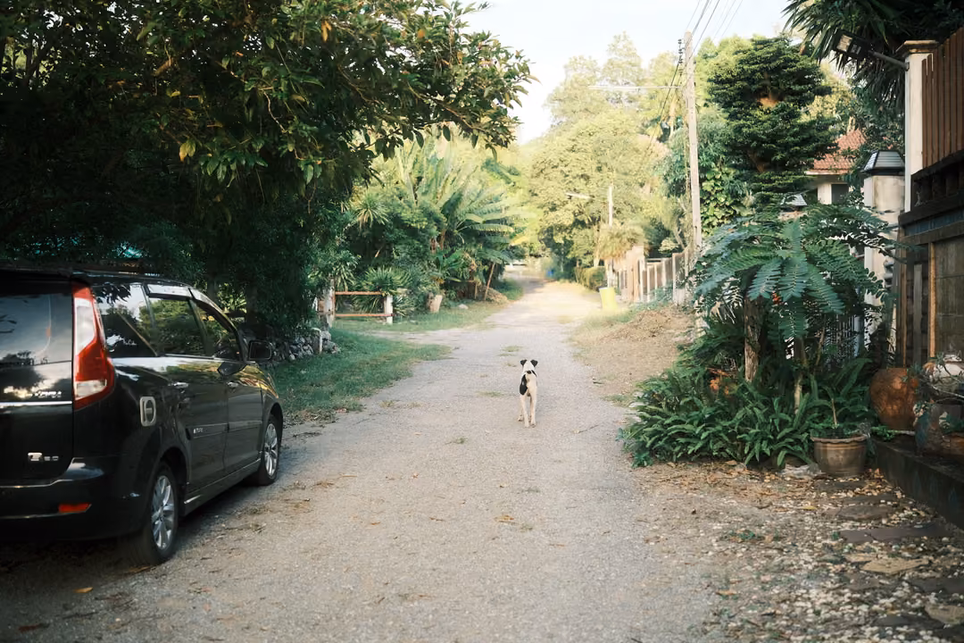 Black-and-white dog approaching down a gravel lane past a parked car and potted plants