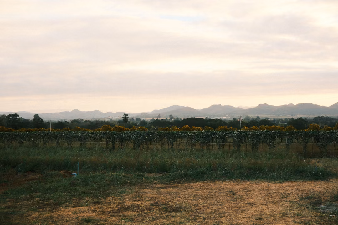 Flat field with a dirt clearing, sunflower rows in the distance and a mountain range under a pale sky