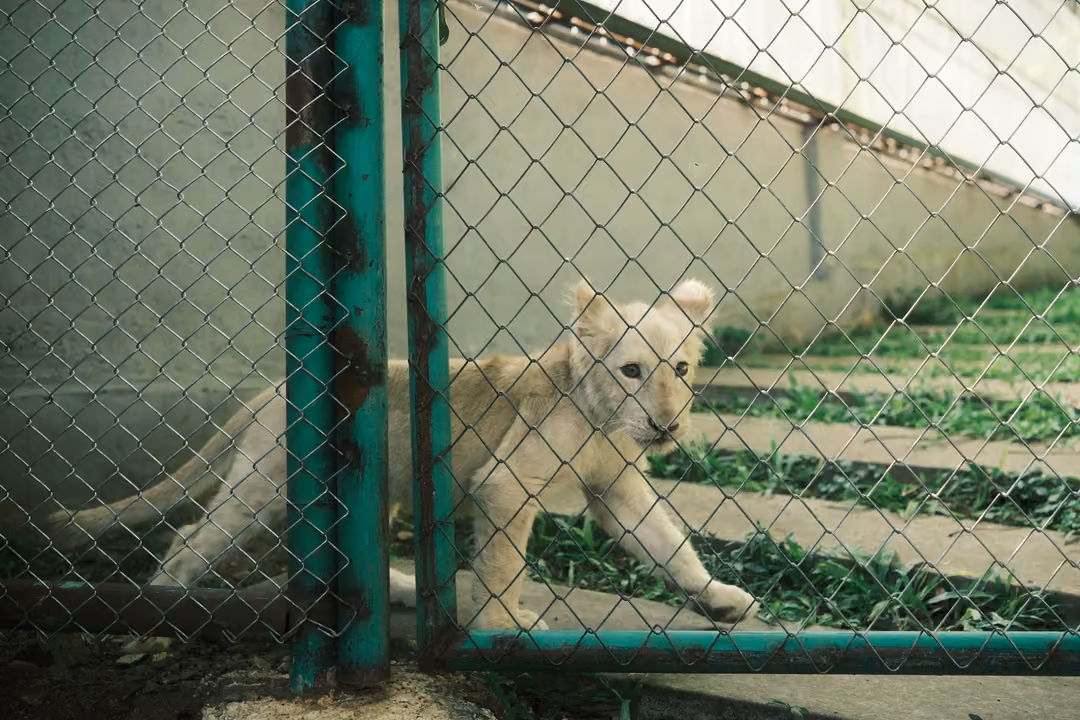 Pale lion cub pressing up against a green-framed chain-link gate, grass and concrete slabs behind