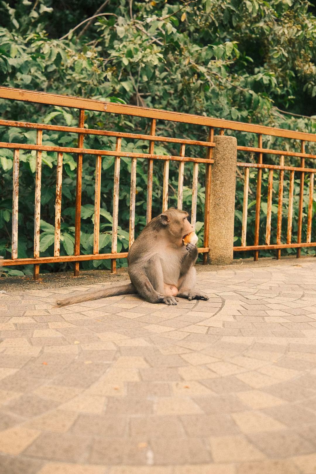 Monkey sitting on curved brick paving beside a railing, raising food to its mouth, tail stretched behind