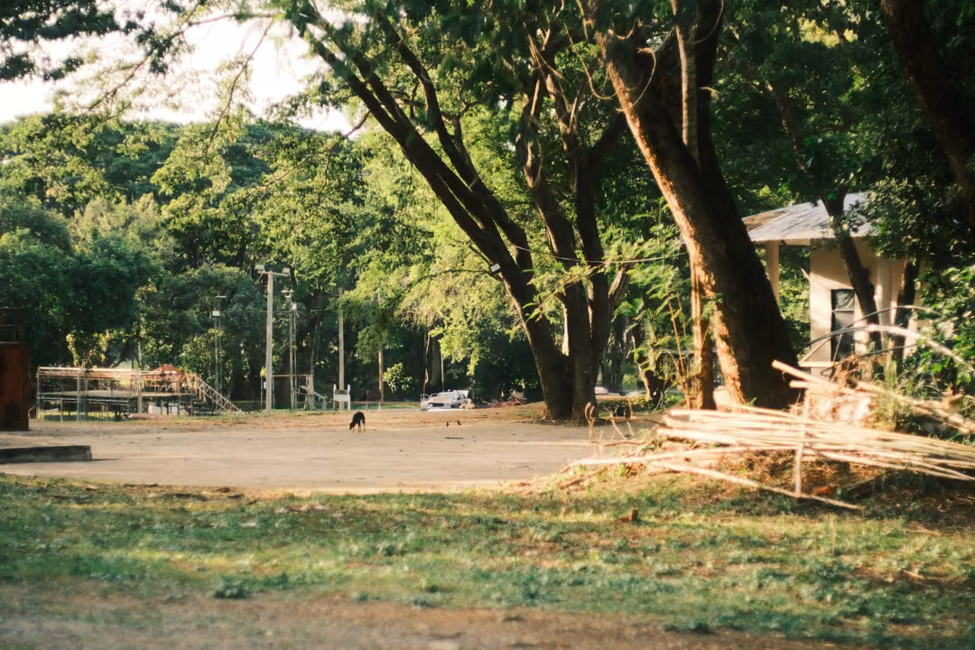 The same dirt yard under tall trees, a dark dog a little nearer, metal scaffolding and a white car in the distance.