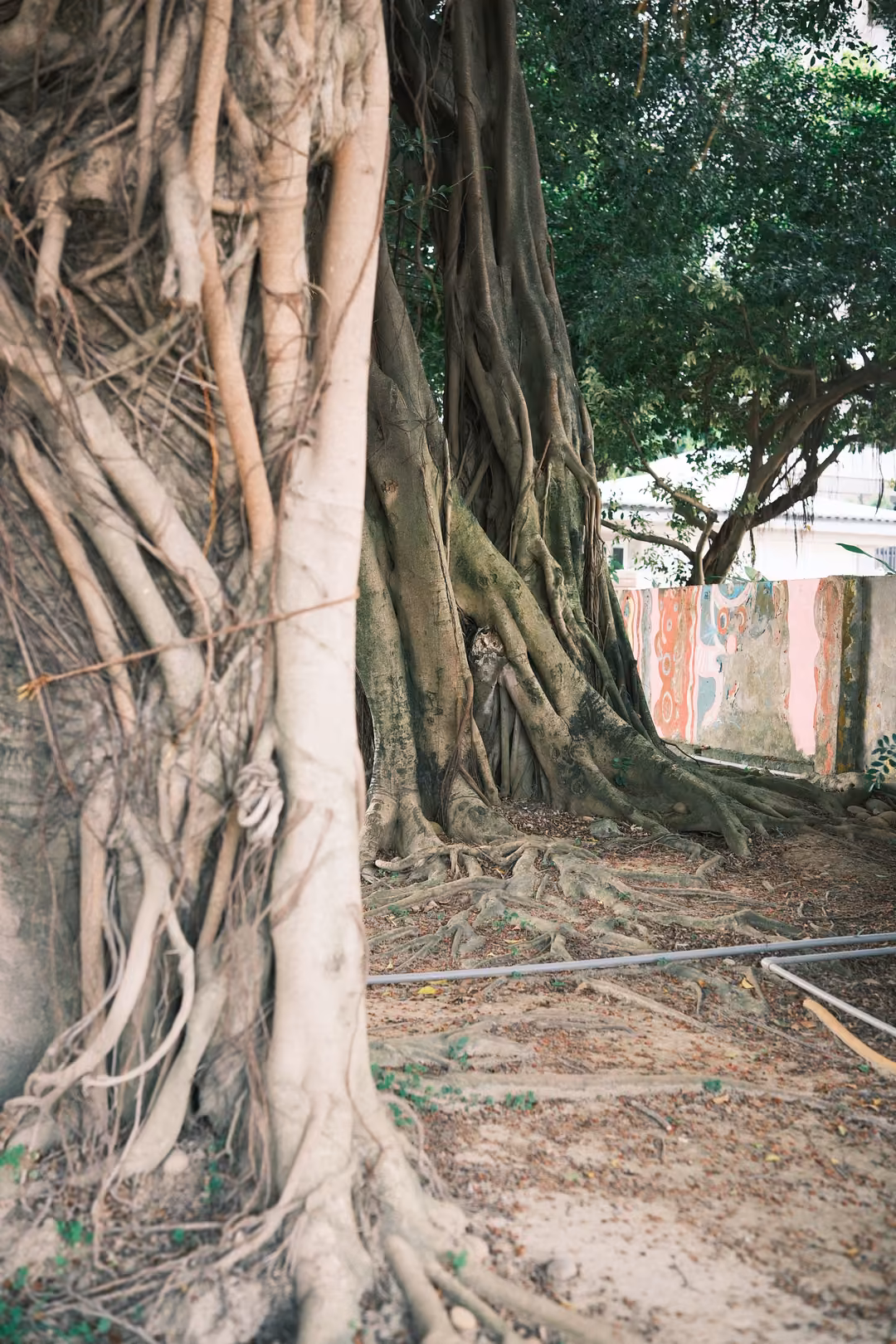 Thick banyan-like trunk wrapped in pale hanging aerial roots, a painted wall visible in the background
