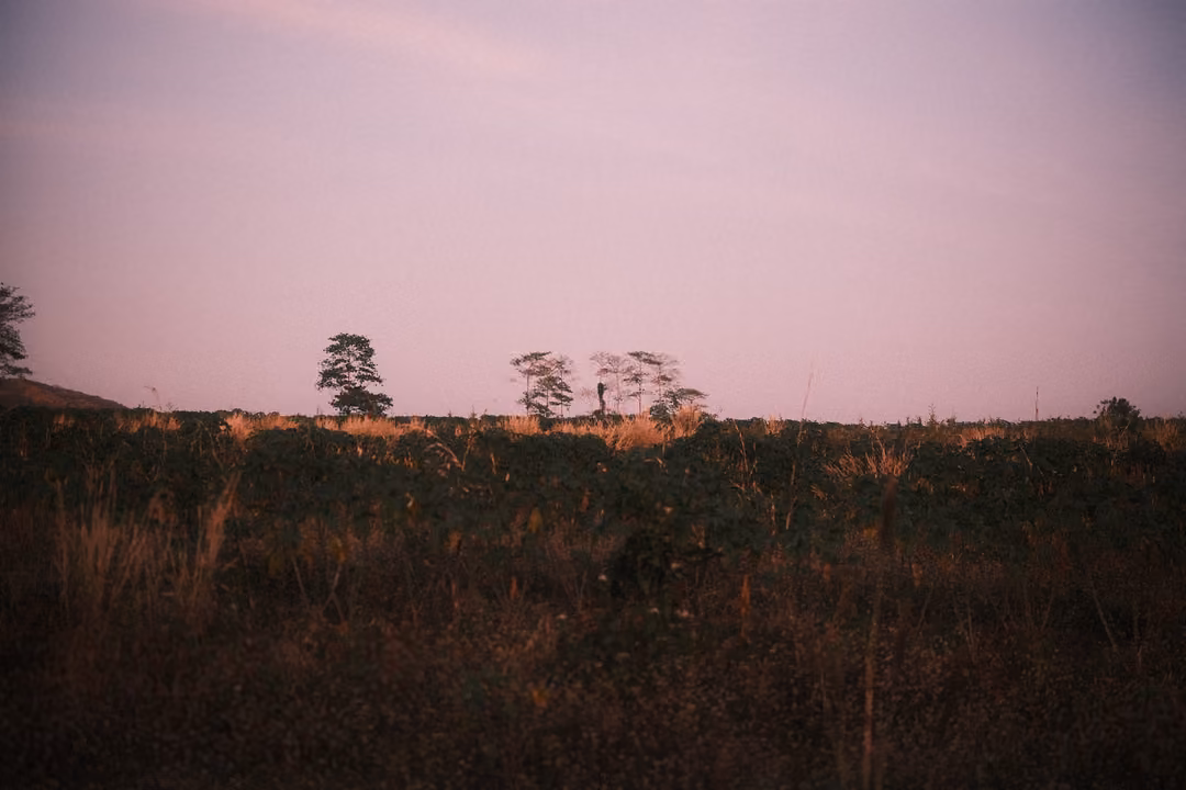Dusk over a dry field with a few scattered trees on the horizon under a pale pink sky