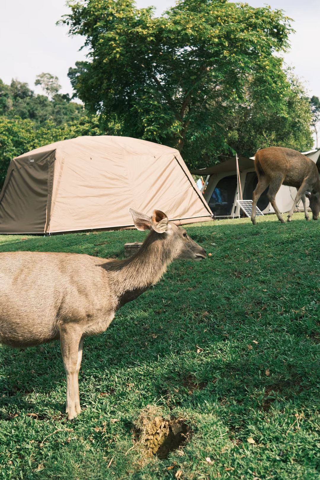 A deer standing in profile on grass near tents, its ears raised, another deer behind it