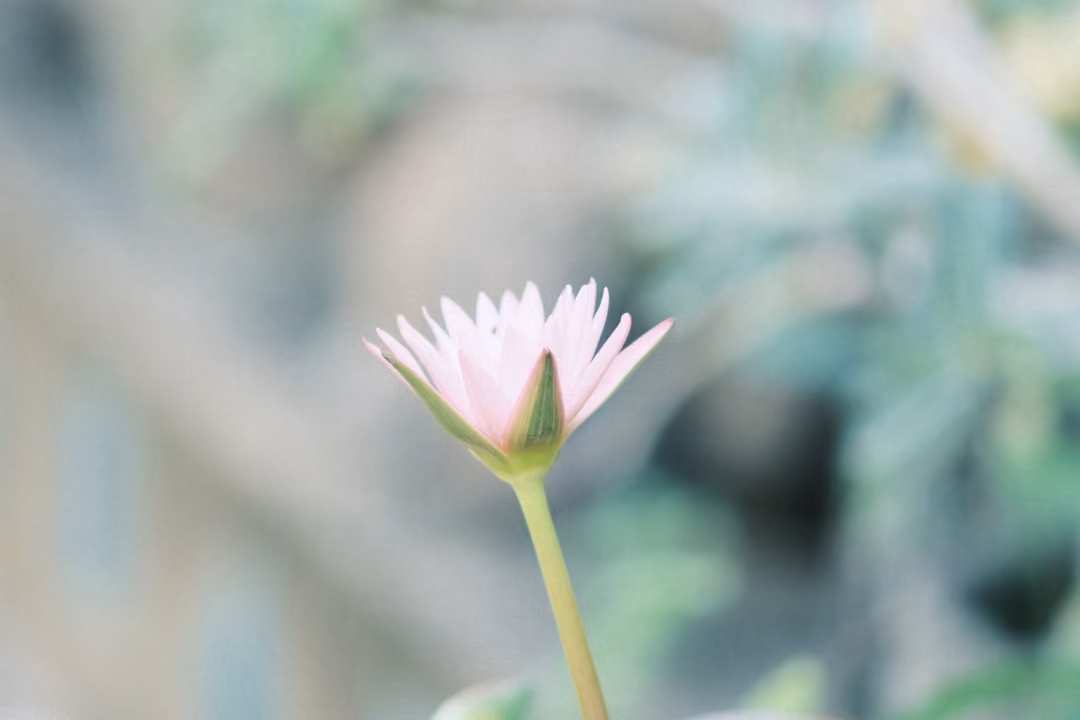 Single pink water lily bloom on a tall stem against a soft blurred green background