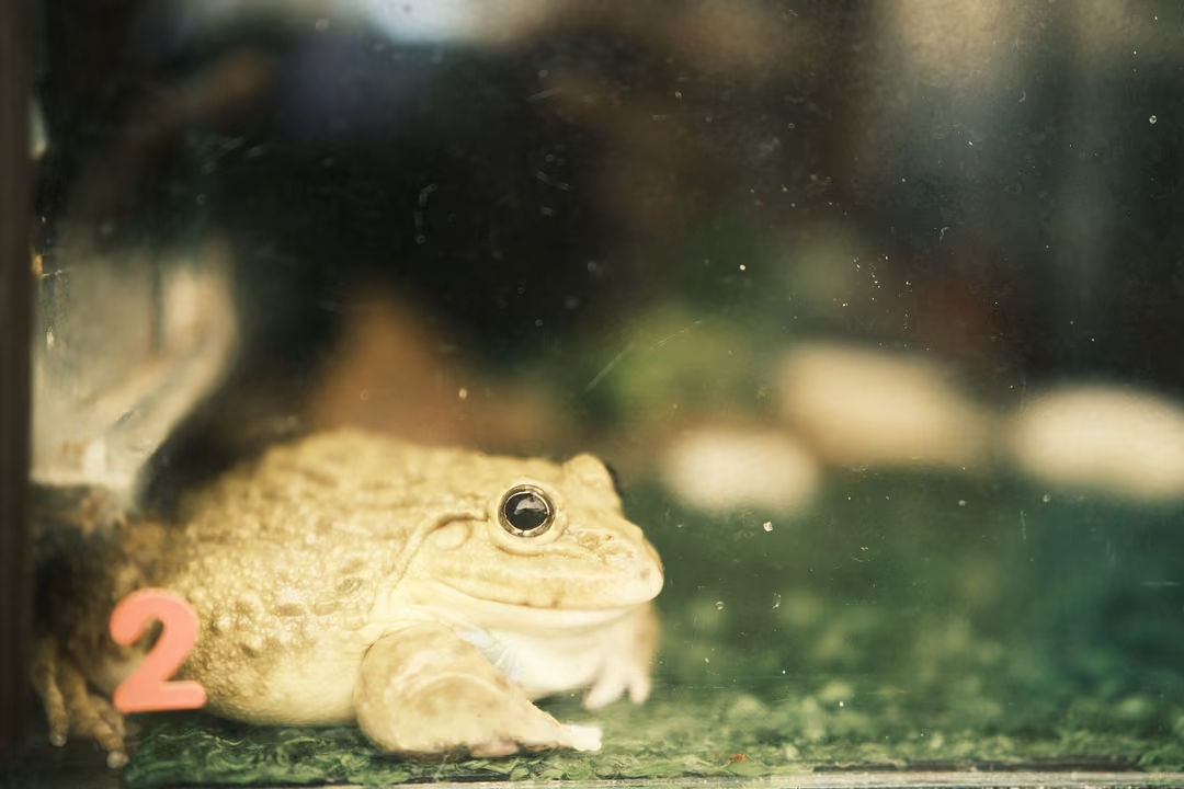 A large pale frog sitting on green moss behind glass, a pink number 2 on the tank