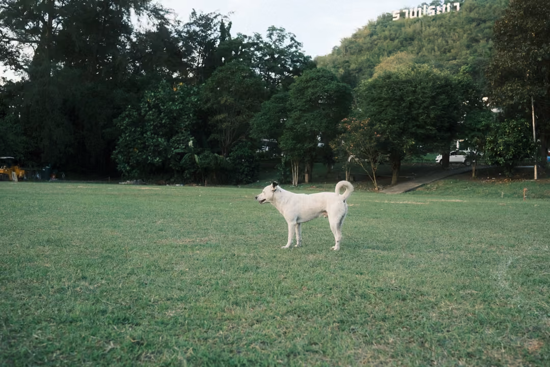White dog standing on a lawn with curled tail, trees and a hill with white letters behind