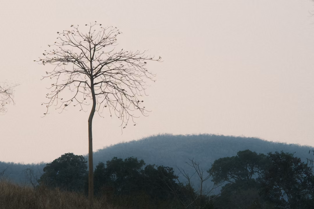 Lone bare tree on the left against a pale hazy sky, blue hill and dark trees along the bottom