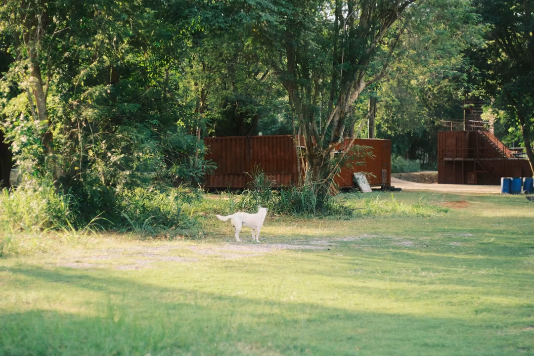 Small white dog standing on a sunny lawn, trees and red containers with a staircase in the background