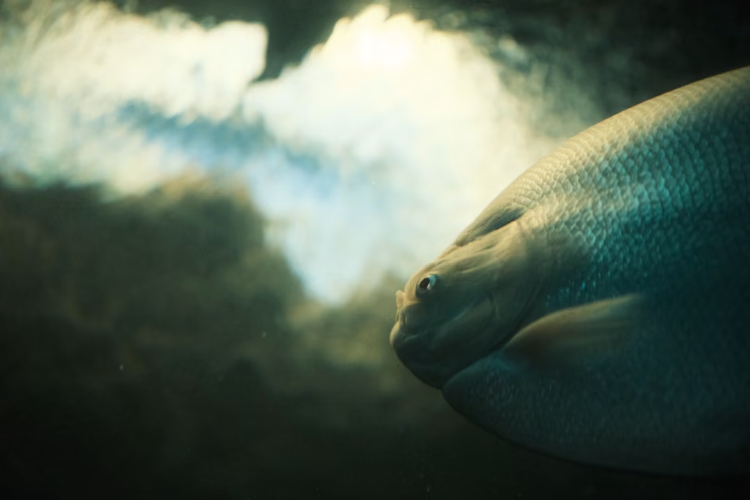 A large pale fish near the glass with dark rock and bright light breaking through behind it