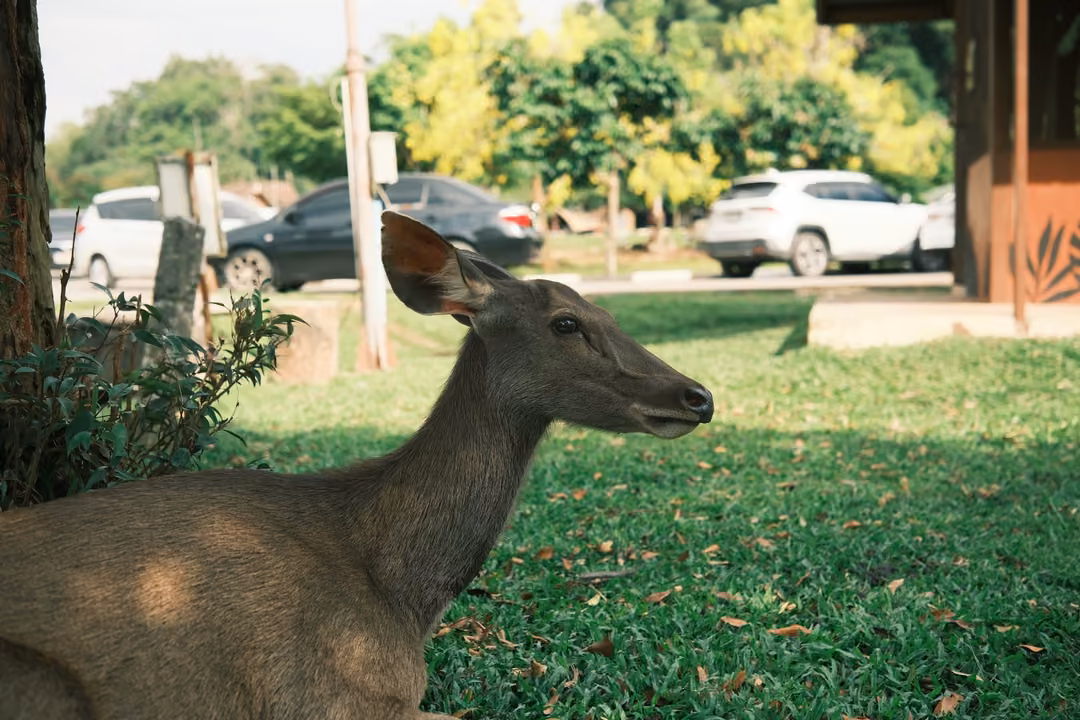Close view of a deer's head and neck in profile, resting in shade, with parked cars blurred behind.