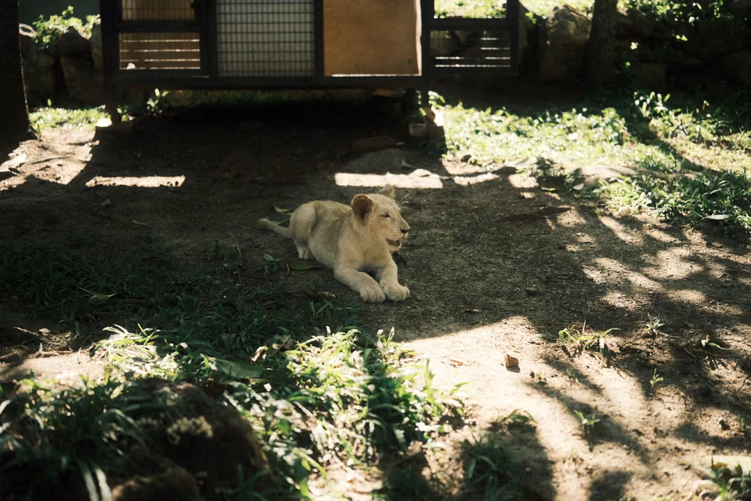 Young pale lion resting on dirt with mouth slightly open, dappled light and a crate behind