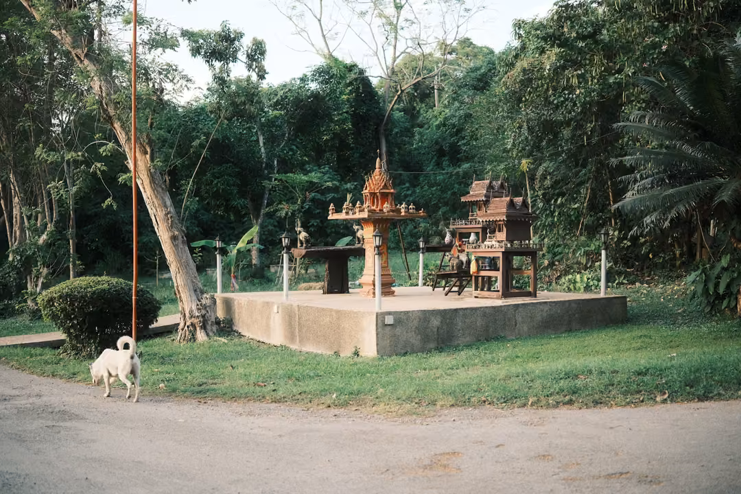 Spirit houses on a concrete platform with a white dog walking past in front, trees around