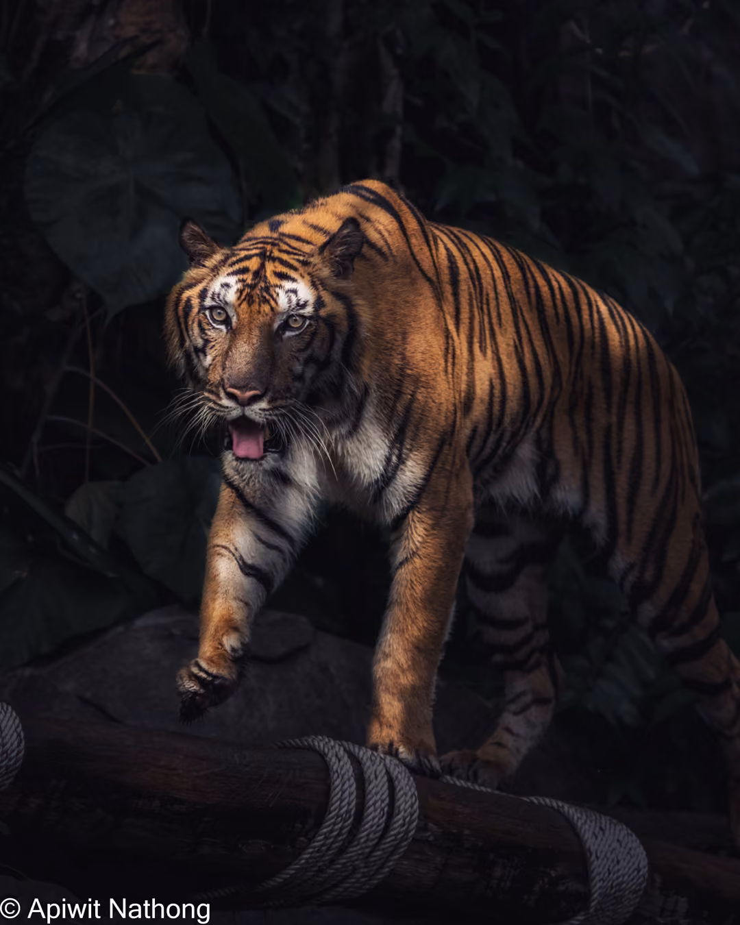 A tiger steps down from a rope-bound log, mouth open, dark jungle leaves behind it