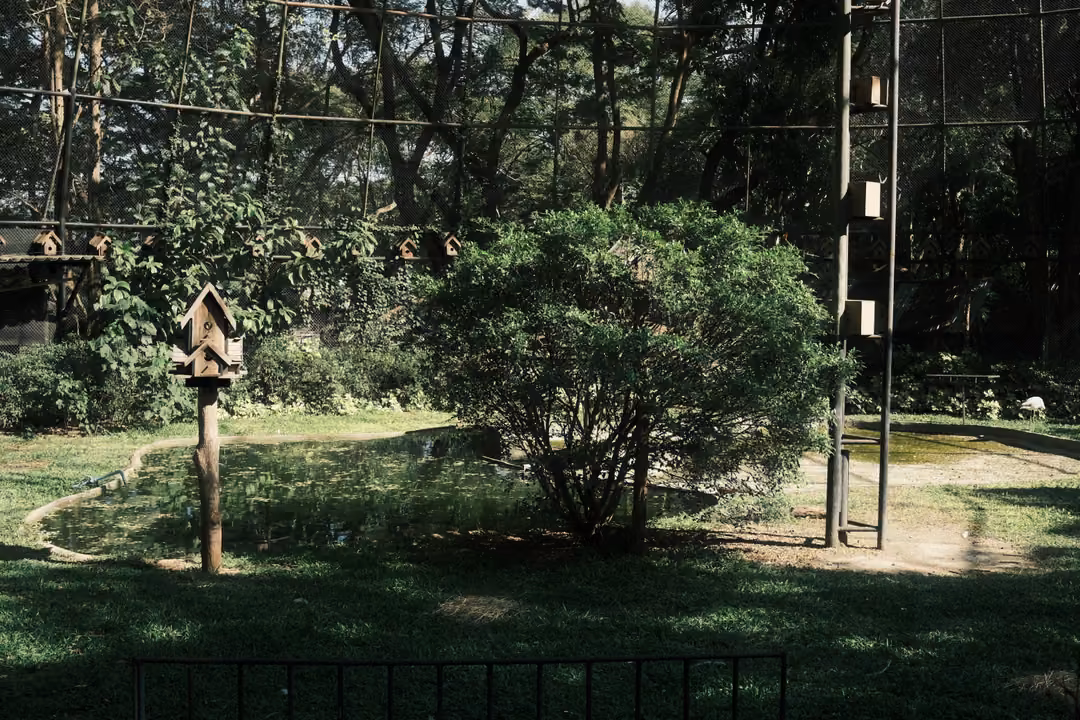 Inside a large aviary: lawn, a birdhouse on a pole, a round shrub and tall trees under mesh