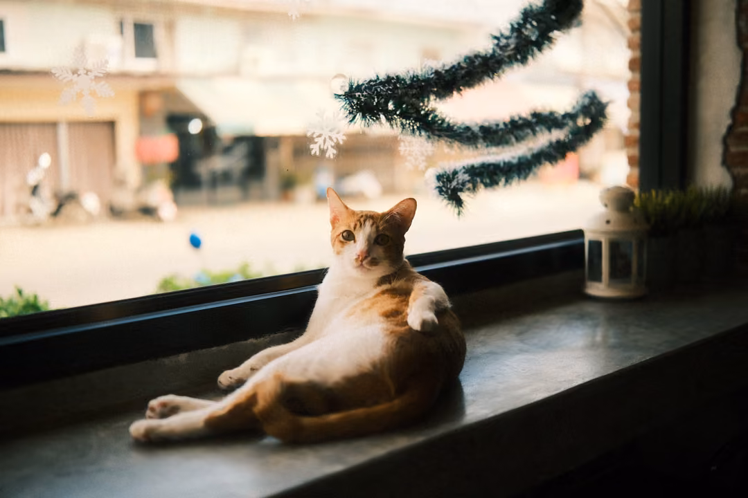 Ginger and white cat lying on a window ledge looking back, tinsel decoration and a blurred street outside