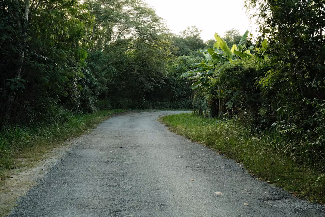 Paved lane curving through dense green trees and grass in soft late-afternoon light