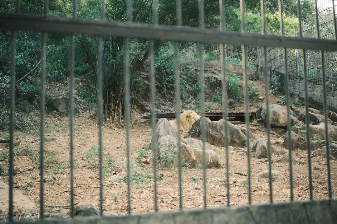 Same pale lion lying among rocks behind vertical bars, a wooden platform and hillside trees behind