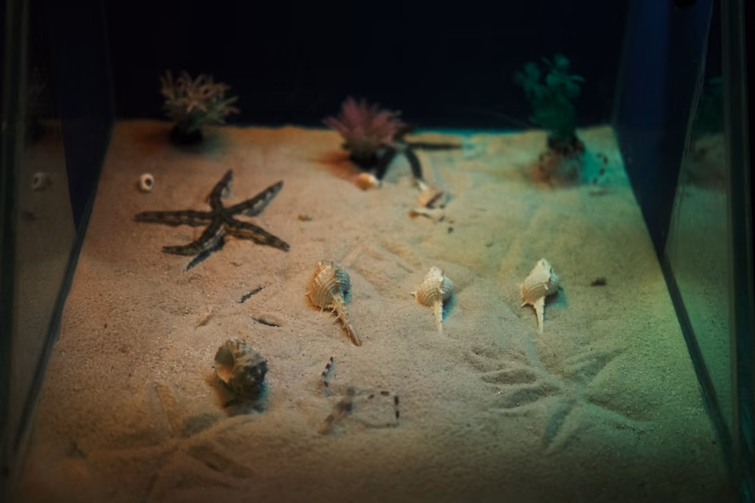 A starfish and several spiral shells laid out on sand in a glass tank, small plants at the back