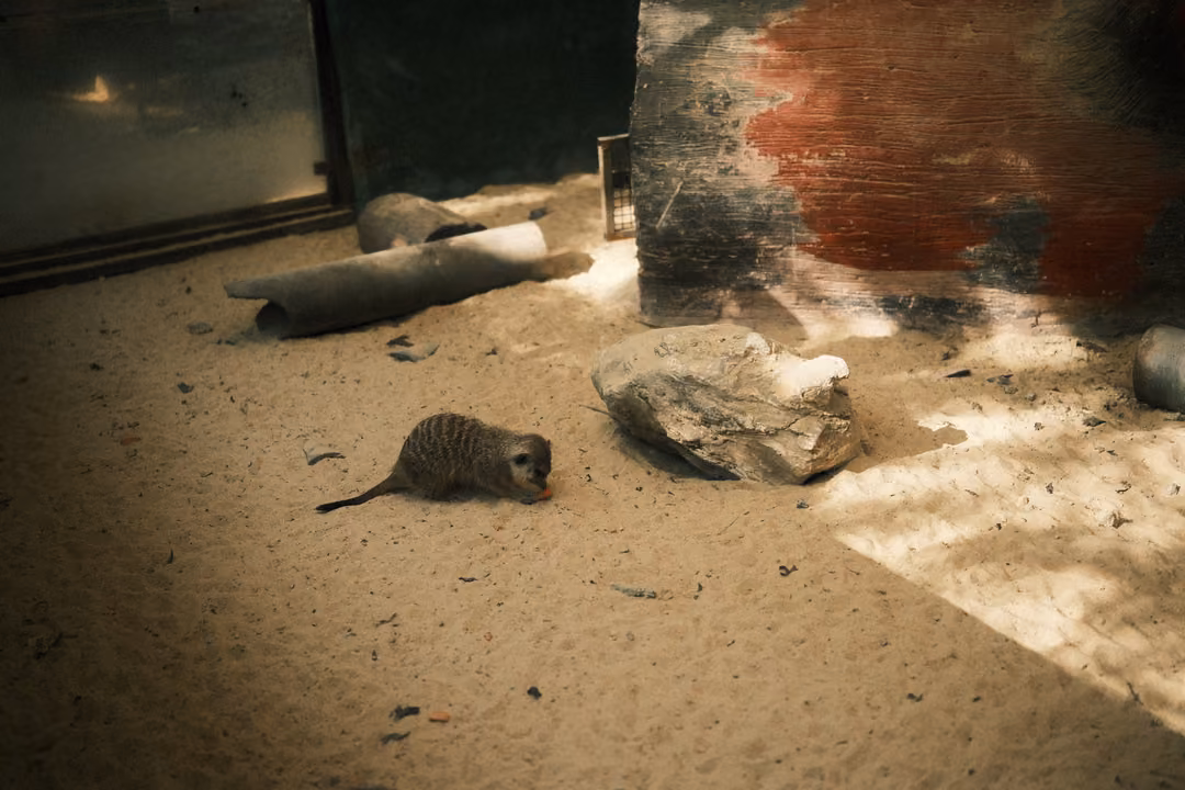 Single meerkat lying on sand near rocks and a pipe, a red painted wall and window behind