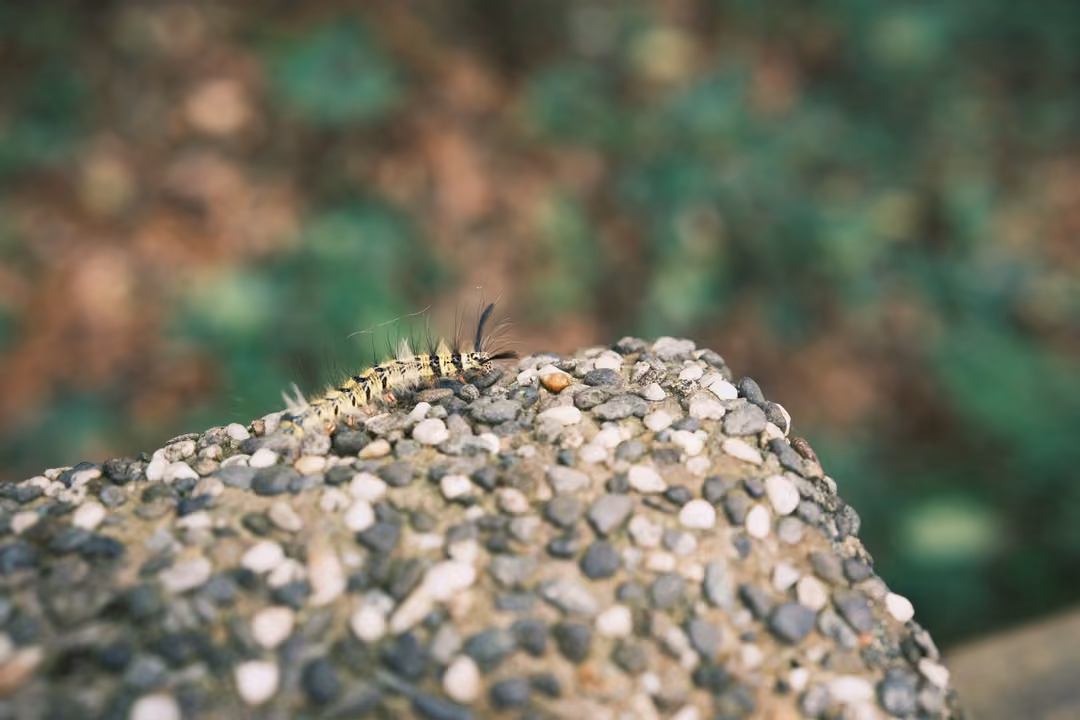 Fuzzy caterpillar crawling on a pebble-textured stone post, foliage blurred in green and brown behind