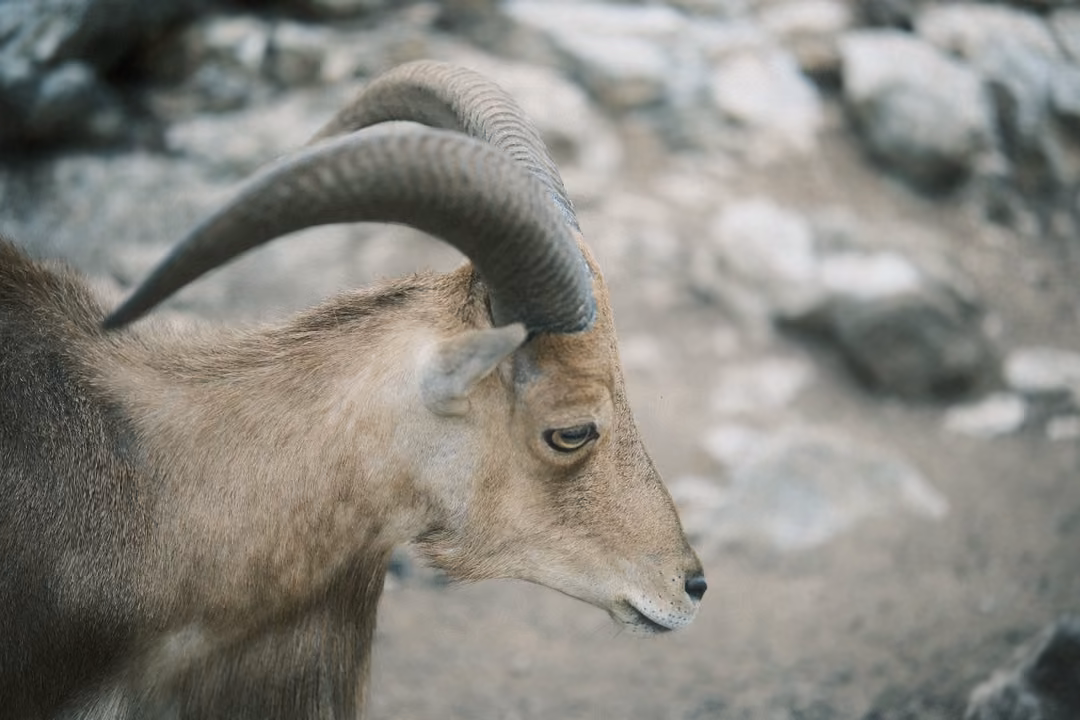 Horned goat in close profile looking down and to the right, blurred pale rocks behind