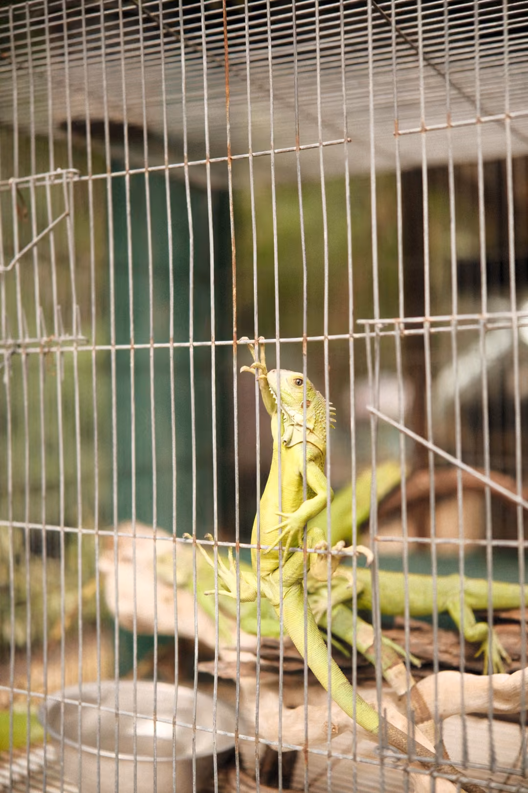 Green iguana climbing the inside wall of a wire cage above branches, a metal bowl and other iguanas