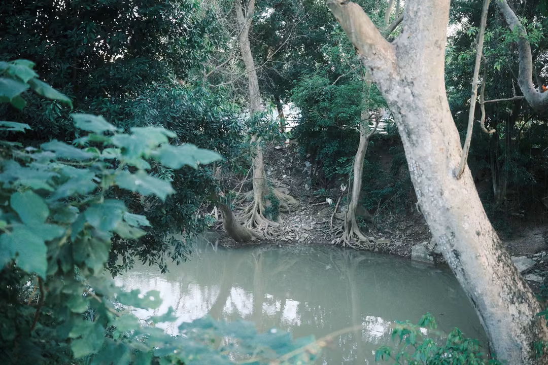 Murky green pond under trees with a pale leaning trunk and exposed roots on the bank