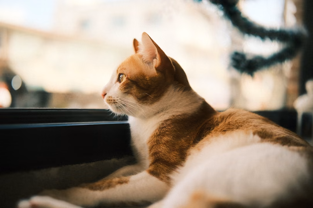 Close profile of a ginger and white cat looking out a window at a blurred street, tinsel at the edge