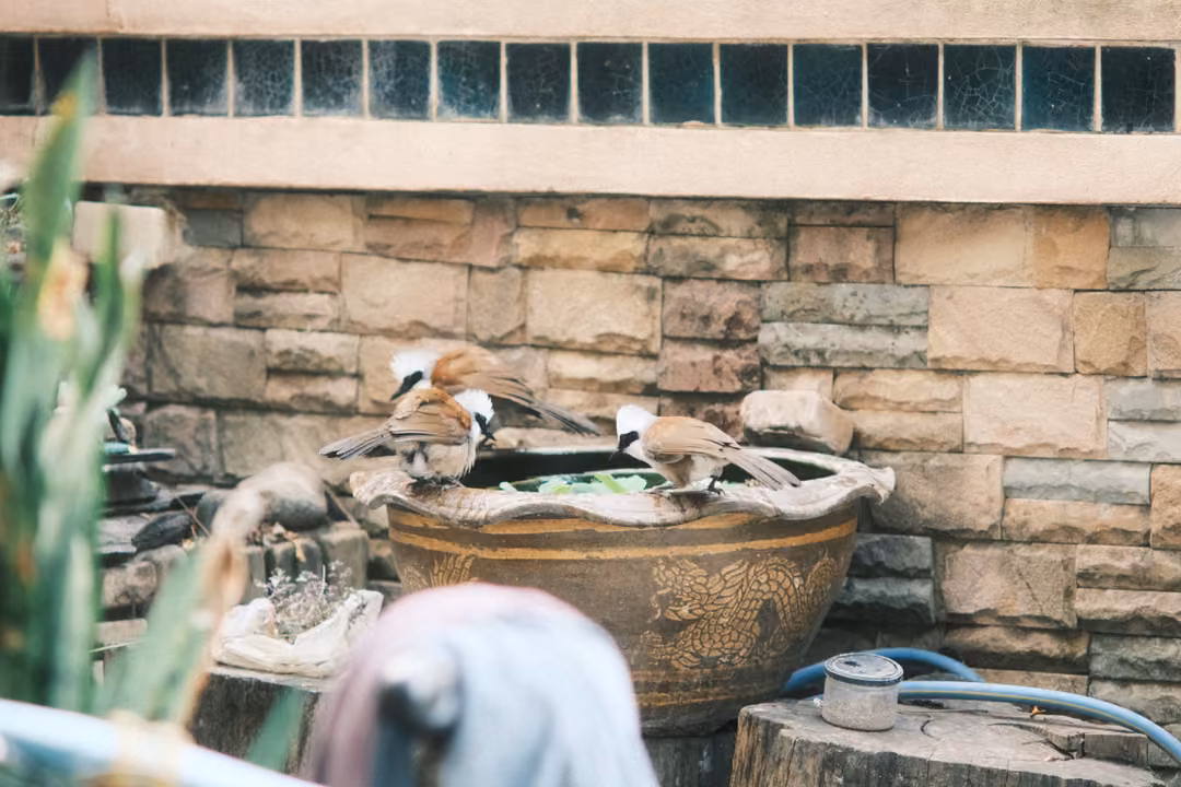Small brown and white birds gathered on the rim of a large glazed water pot against a stone wall