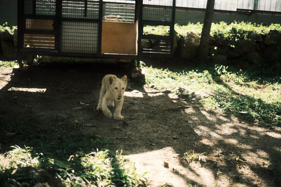 Young pale lion walking forward across shaded dirt in front of a crate, sun and grass around it