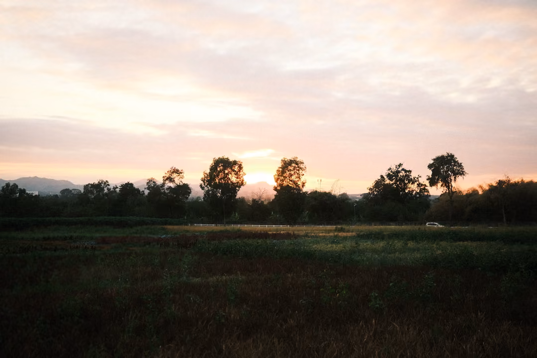Pink and cream clouds over a silhouetted line of trees after sunset, with a dark field in front