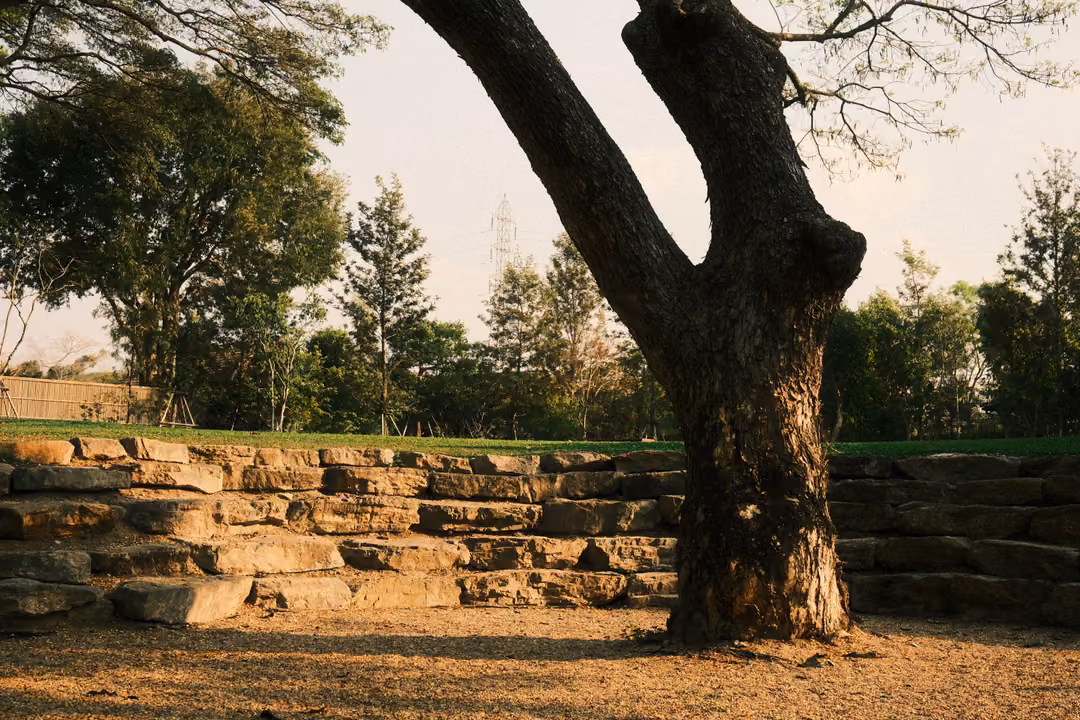 Thick tree trunk standing beside low terraced stone steps on a sunlit lawn under pale sky