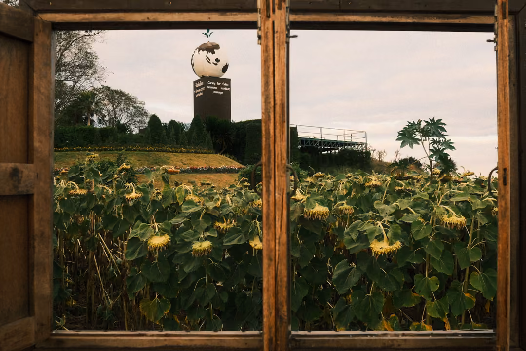 View through an old wooden window frame of a sunflower field, with a white mascot statue on a pillar beyond
