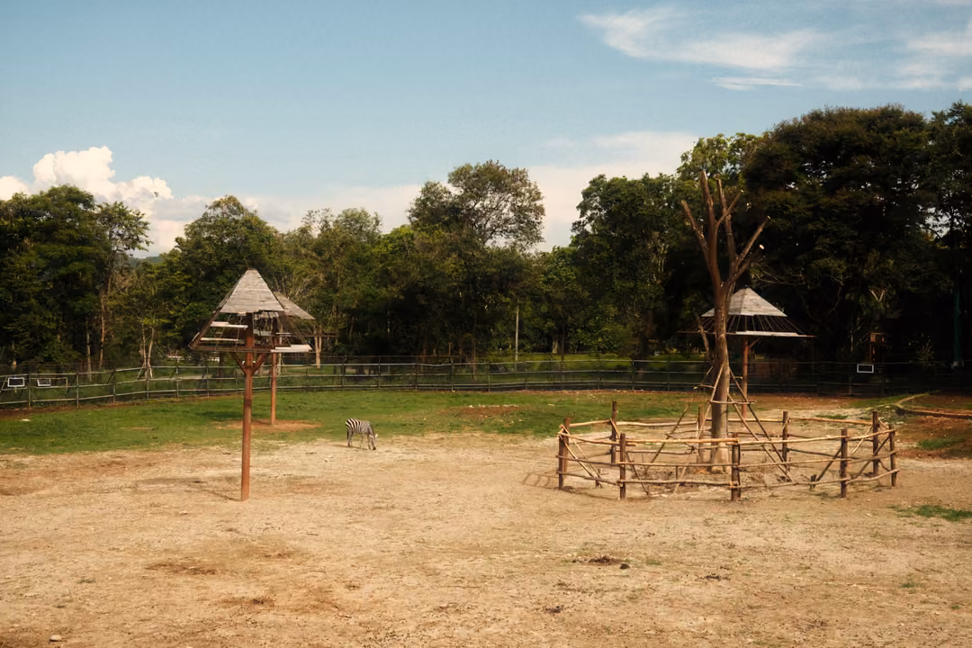 Wide dusty yard with tall thatched feeders, a wooden pen, trees and a small animal far in the distance