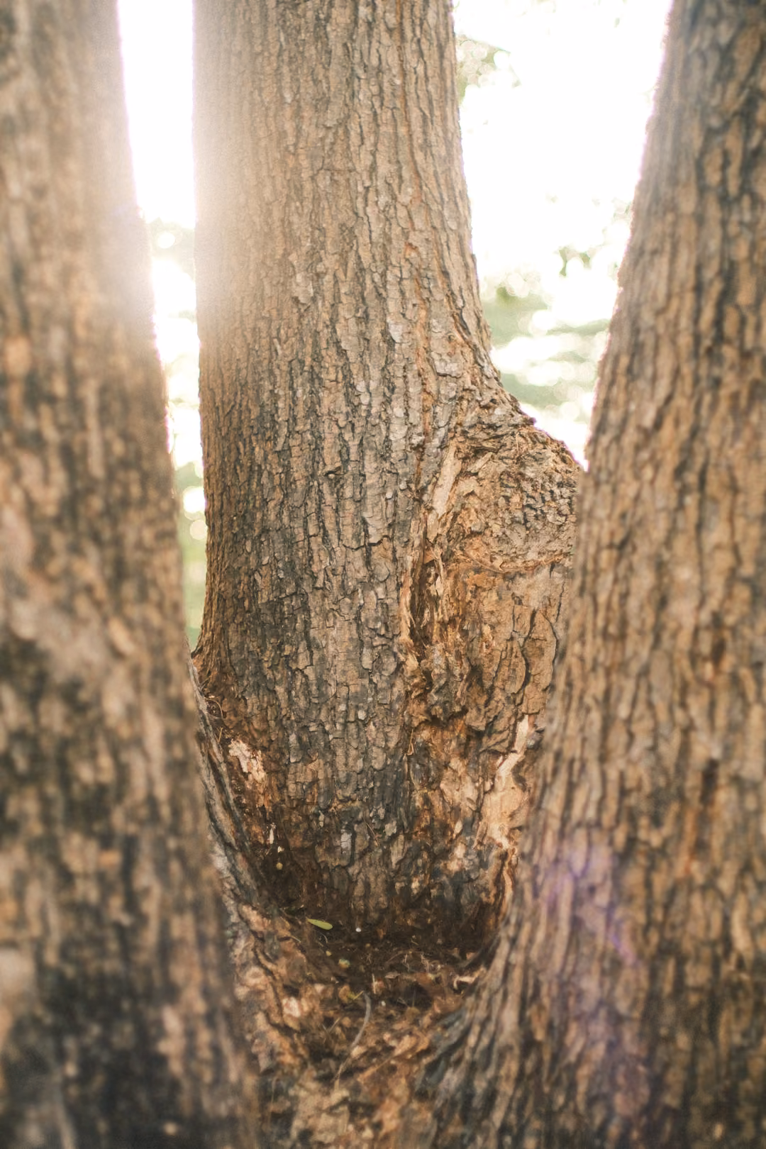 The same forked tree trunks backlit by the sun, light flaring through the gap and on the bark.
