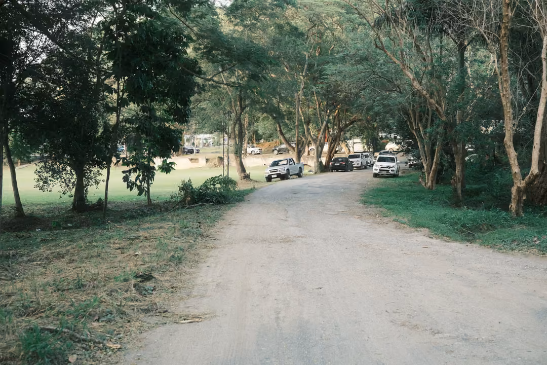 Dirt road under tall trees leading to parked cars and pickups in the distance