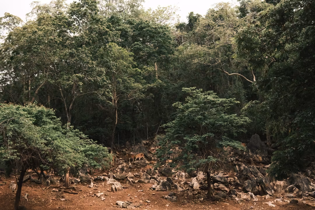 Dense green trees above a dry red-earth clearing scattered with rocks inside a forest enclosure