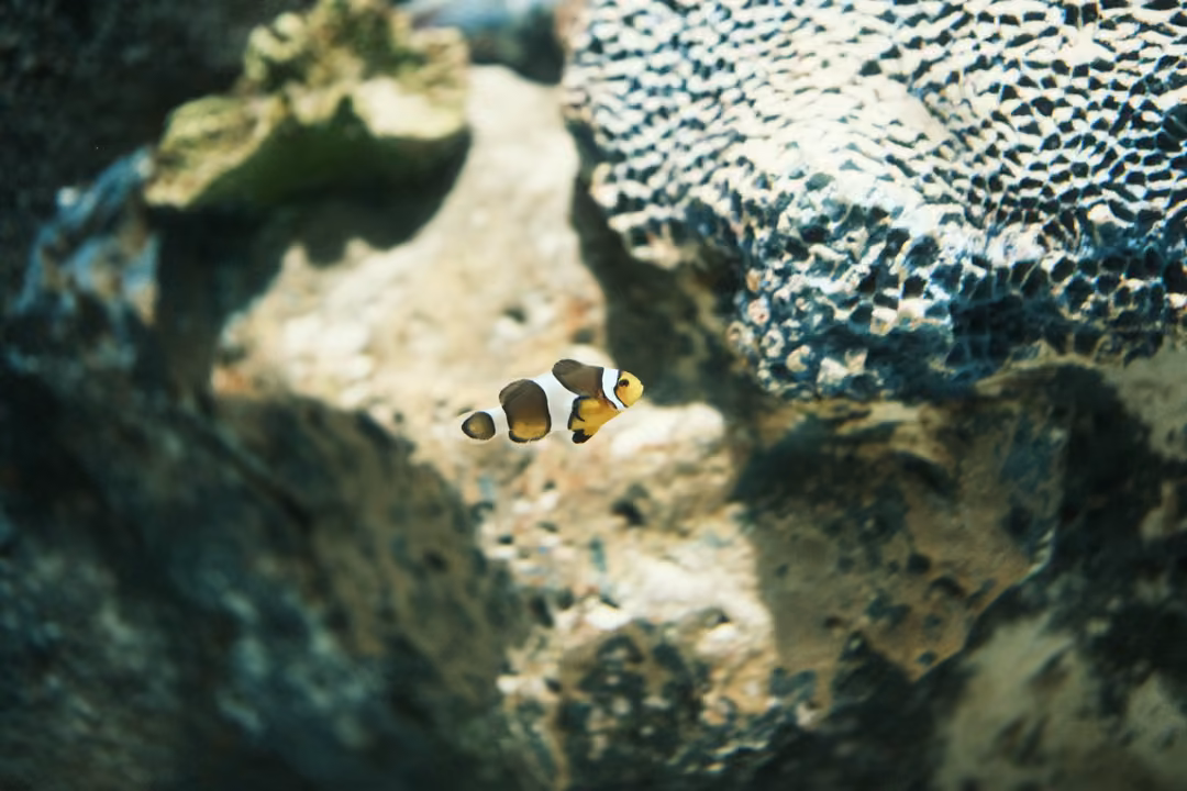 A small banded orange and white fish swimming past a honeycombed rock with pale coral above