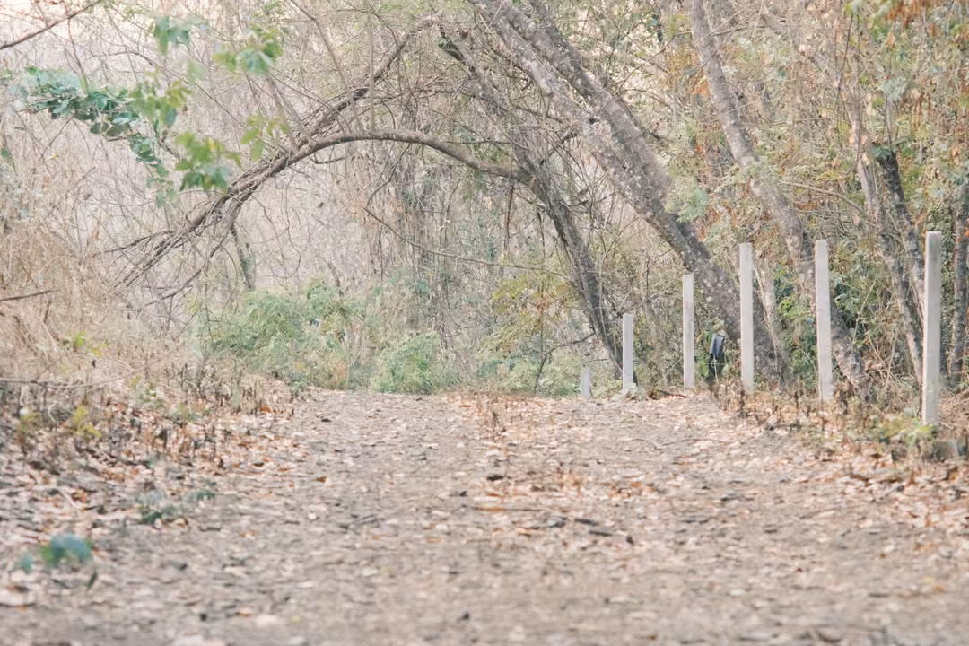 Dry dirt track with fallen leaves under an arch of leaning trees, white posts on the right